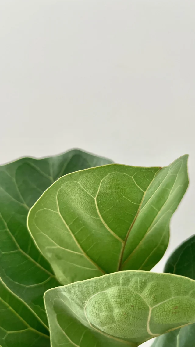 DESENTERRAR é uma palavra recorrente entre os pacientes. A angústia frequentemente desenterra algo que estava esquecido, algo que você lembrava, mas que parecia insignificante, ou até mesmo algo que você sabia que precisava trazer à tona, mas evitava.

Outra palavra que me chama atenção no vídeo é SOTERRAR. Soterrar sentimentos, lembranças, mágoas e angústias. 

O que ainda está SOTERRADO e precisa ser DESENTERRADO da sua história?

________________________
Marianna Lopes Monteiro
CRP 05/47920
Pós-graduação FIOCRUZ / SEPAI
Mestre UFRJ